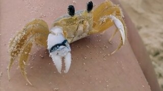 Little crab wipes eyes