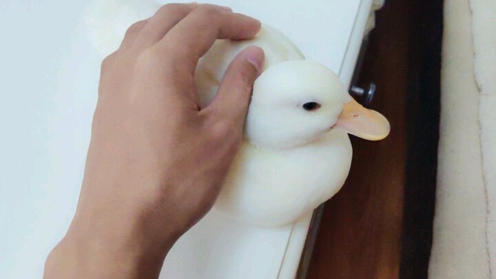 [Call Duck] Petting the Duck Can Relieve You from Fatigue