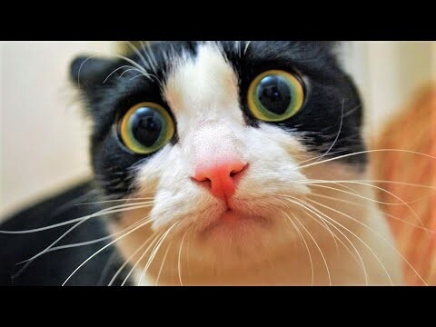 Funny animals - Funny cats / dogs - Funny animal videos 286