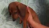 miniature dachshund..