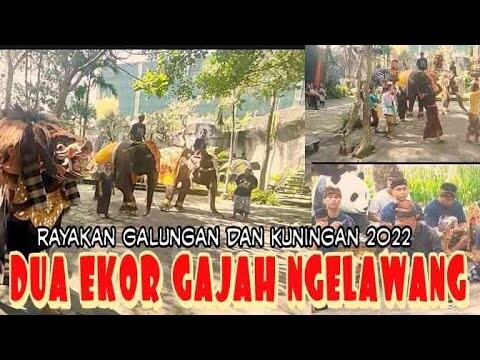 DUA EKOR GAJAH NGELAWANG SAAT GALUNGAN JUNI 2022