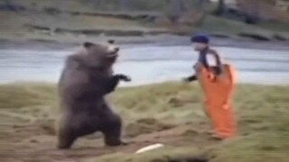 bear vs human