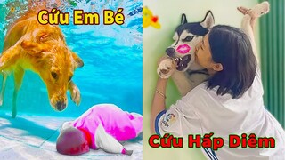 Thú Cưng TV |Tổng Hợp Gâu Đần và Bà Mẹ | Chó Golden Gâu Đần thông minh vui nhộn Pets cute smart dog