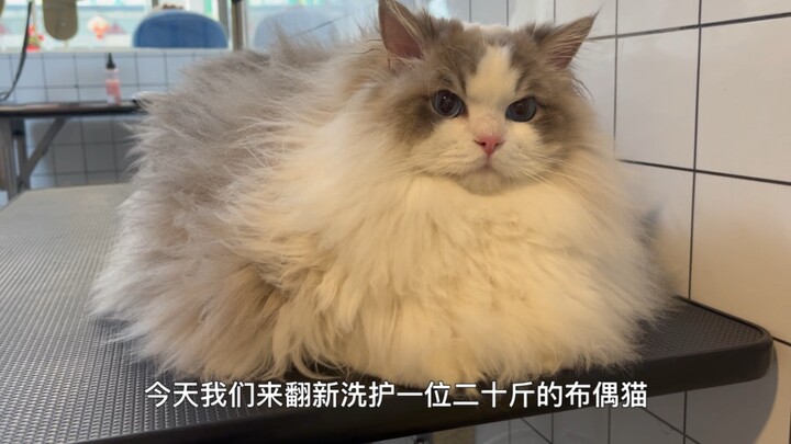 “二十斤的布偶猫翻新洗护视频”圆圆的也太可爱吧！