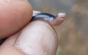 世界上最小的蛇