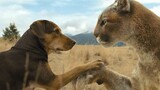 สุนัขตัวเมียเข้าใจผิดคิดว่าลูกสิงโตเป็นลูกของเธอและเลี้ยงดูมันจนโตกว่าตัวมันเอง นี่คือหนังสัตว์แสนอบ