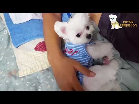 นอนต้องตบตูดเหมือนเด็ก เอ็นดู |KathinTempledog