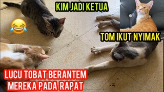 Momen Lucu Kucing -Kucing Jantan Cats Lovers Tv Pada Rapat | Kucing Scabies Keliling Kampung Part 3