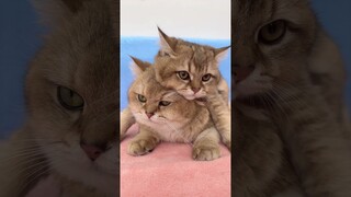 Father Cat's Love   So Funny Moment  #shorts #kittens #cats #animals #viral #trending