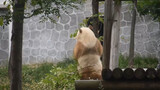 [Hewan] Momen lucu panda marah