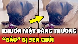 Khuôn mặt ĐÁNG THƯƠNG của Boss khi bị SEN CHỬI vì QUÁ BÁO 😂 | Yêu Lu