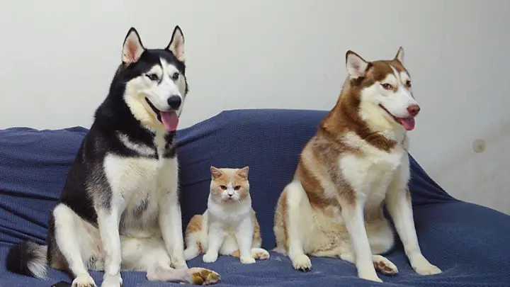 Dogs learn the cat's sitting posture