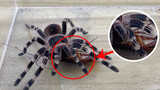 Satu serangan mengunci rahang! Hanya tersisa serpihan. Tarantula mencerna kecoa di luar tubuh.