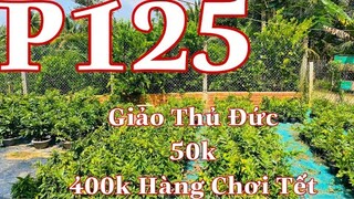 🔴 Hết Hàng 🔴 Mai vàng chơi tết p125 | Giảo thu đức hàng chơi tết 400k - 50k | đại lọc 100k