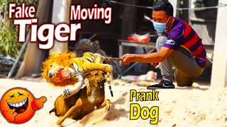 Must Watch Funny Video - Fake Tiger Move Prank Sleeping Dogs Very Funny - Try Not To Laugh