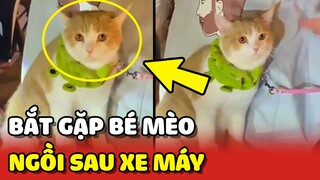 Bắt gặp bé mèo SIÊU ĐÁNG YÊU ngồi sau xe cùng Sen CHÁY PHỐ 😍 | Yêu Lu