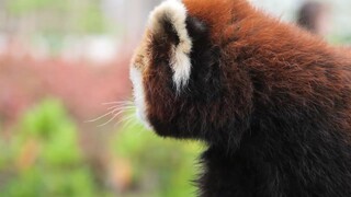 This Red Panda has a puzzled expression