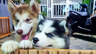 Tiếng chó sủa hay và ấm | Tiếng chó Husky sủa | Chó con sủa