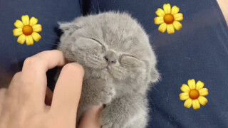 Di sini ada seekor kucing imut yang bisa tersenyum~