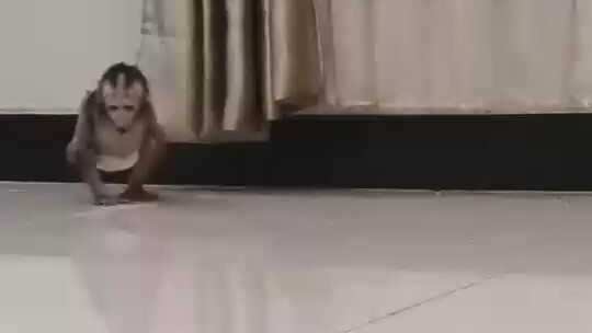 Baby monkey