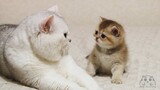 Silver cat Joy meets golden kitten Glafira for the firsh time