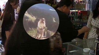 Pemiliknya memelihara kucing di tokonya, tapi dia menderita "serangan verbal" sepanjang tahun karena