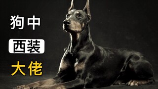 杜宾：狗中西装大佬，到底好不好养？