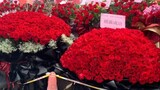 [Xiao Zhan] Người hâm mộ từ khắp nơi trên thế giới đã tặng Xiao Zhan một biển hoa. Đức hạnh không đơ