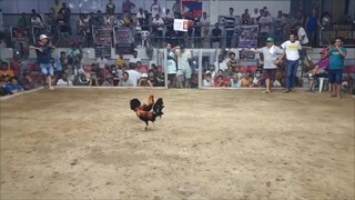 3rd Fight (3Cock) CHAMPION!!