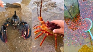 Catching Seafood 🦀🐙 ASMR Relaxing (Catch Shark , Catch Fish ,Deep Sea Monster ) #482