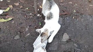 Kucing Liar Ini lapar Memungut Kertas Nasi Bekas Makan Orang Yang Sudah Kosong..!