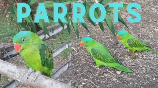 Parrots feeding on ground - rescued as babies and now they are free!