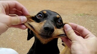 Funny Animal Videos 2022 😂 - Funniest Cats And Dogs Video 😺😍