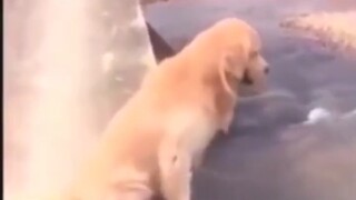 Golden Retriever: Apakah Anda masih manusia?