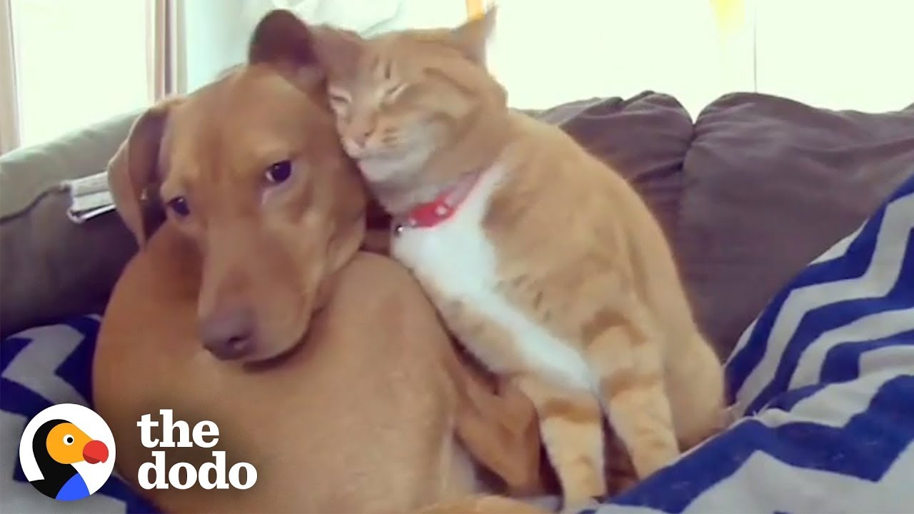 Hidden Camera Catches Cat Comforting Anxious Dog While Family's Away | The  Dodo Odd Couples - Bilibili