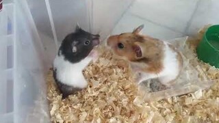 N.Xuân Bách Vlog - Cùng ngắm hai chú Hamster đùa nghịch với nhau