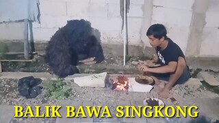 balik ambil singkong