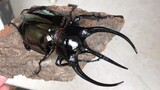 [Insect] The Most Handsome Bug In The Galaxy | Atlas Beetle