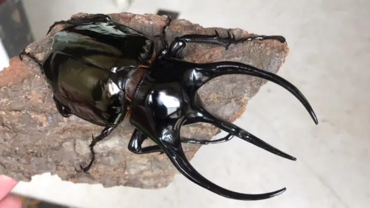 Serangga Paling Tampan Di Galaksi Kumbang Tanduk Tiran Perunggu