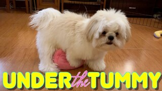 Cute Shih Tzu Puppy Knows How To Place The Ball Under His Tummy- Too Much Cuteness!