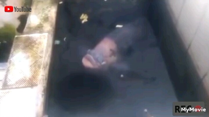 Ikan Gurame Ciri Khasnya Prov.Jawa Barat