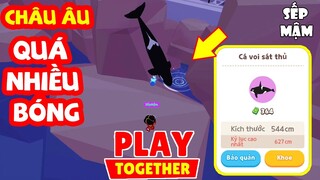 PLAY TOGETHER | Bất Ngờ Cá Hiếm Ra Nhiều Ở Vũng Nước Nhỏ Bên CHÂU ÂU | Sếp Mậm