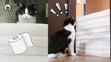 Cat vs Wall of Toilet Paper. New Challenge!!!