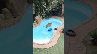 I do as I please in my pool!