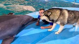 Ketika Husky pertama kali berada di dekat lumba-lumba…