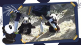 大熊猫究竟有多喜欢人类？
