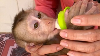 Adorable Baby Lion Drinking Very Soft Eyes, Liheang Request Brother Sono To Share Milk