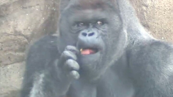 母猩猩单身35年急眼了，饲养员给她空降了一个英国猛男