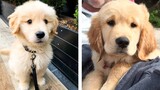 😍 Cute Golden Puppies Make Your Heart Warm 🐶  | Cute Puppies