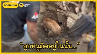 แม่หมาจรจัดใช้แรงทั้งหมดที่มีขุดดินหวังช่วยชีวิตลูกน้อย | Dog's Clip